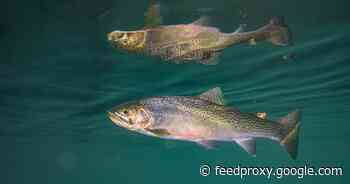 Fish are getting addicted to meth and it's messing with their brains     - CNET