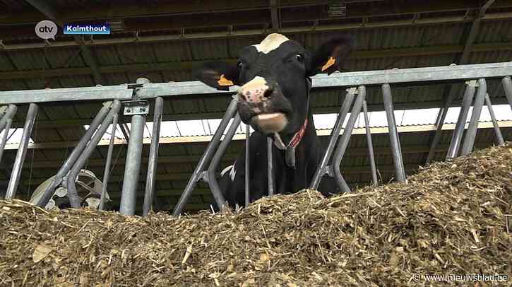 Koeienmest uit Kalmthout voorziet 60 gezinnen én Werchter Parklife van stroom