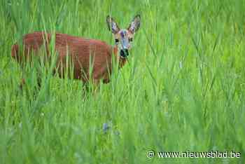 Oproep: Houd honden aan de leiband in Hobokense Polder voor reeën - Het Nieuwsblad