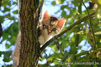 Poezencentrale zoekt mensen die mee zwerfkatten willen vange... (Mol) - Het Nieuwsblad