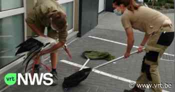 Ooievaar wandelt langs drukke Brusselsesteenweg in Zemst - VRT NWS