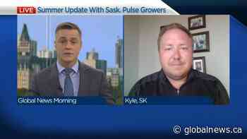 Summer Update with Sask. Pulse Growers