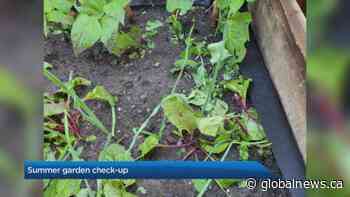 Summer garden checkup with the Calgary Horticultural Society