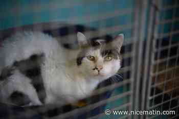 Accélération des abandons d'animaux, saturation des refuges... La SPA lance un cri d'alerte avant les vacances