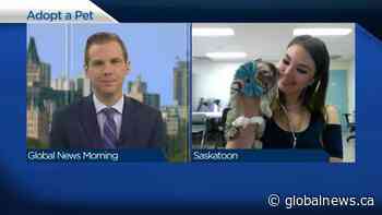 Adopt a Pet: Robby the tabby