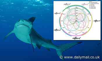 Six species of sharks, including bull sharks, hunt in shifts