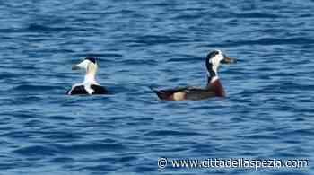 Arpal e Ispra nel golfo, si cerca ibrido tra edredone e germano - Città della Spezia