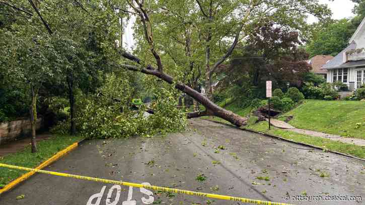 Severe Storm Brings Down Several Trees In Edgewood