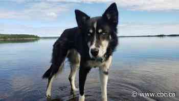 Cross-Canada charity trek turns to desperate search for dog missing in northern Ontario wilderness