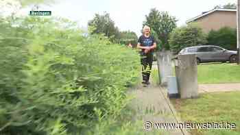 Aangeplante hagen in Beringen zorgen voor onveilige verkeerssituaties