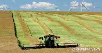 ‘Lots of damage’: Farmers hope for rain as wheat, canola roiled by extreme heat