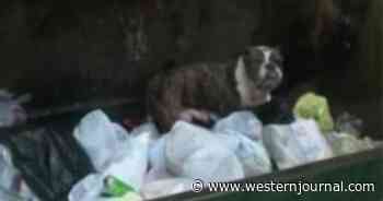 Worker Spots Dog Sitting in Dumpster, Saves Her Seconds Before She Is Crushed by Trash Truck Compactor