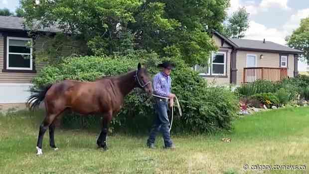 Competitors ready to make some hay as 2021 Stampede rodeo kicks off Friday