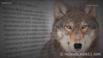 WI's February wolf hunt leaves bigger dent in population than previously anticipated