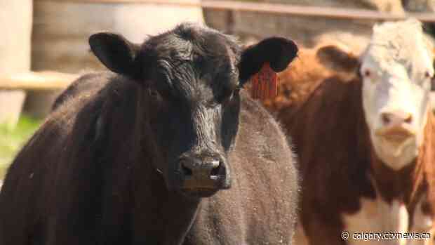 'Great opportunity': Alberta's agri-food industry to kickstart economic recovery: report