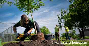 Struggling with ash borer, St. Paul looks to remedy tree-cover disparities