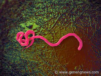 Mechanisms behind Ebola Virus Spread Revealed Ebola virus, illustration - Genetic Engineering & Biotechnology News