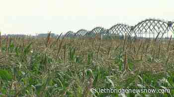 Expect Taber corn to be ready for supper in early August - Lethbridge News Now