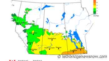 From heat to hail in some areas – now insect infestations - Lethbridge News Now