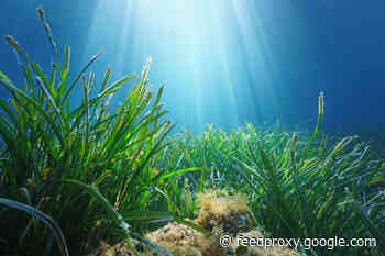 Underwater Noise Pollution Could Damage Crucial Ocean Plants