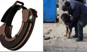 Scientists develop 'smart collar' that prevents tapeworms in dogs