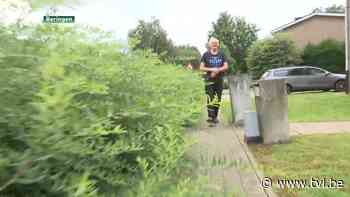 Aangeplante hagen in Beringen zorgen voor onveilige verkeerssituaties - TV Limburg