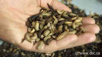 Insect poop can be used to make sustainable fertilizer — and help plants weather climate change