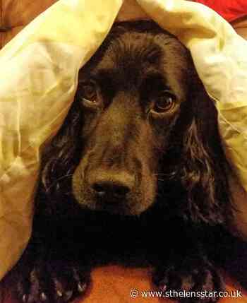 White Cross Vets warn St Helens dog owners of rising cases of Lungworm - St Helens Star