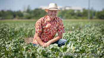 Saskatoon researchers help unlock the potential of the fava bean – with 'huge ecological consequences' - CTV News Saskatoon