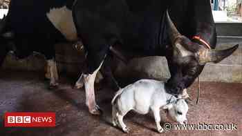 Dwarf cow Rani finds fame in Bangladesh