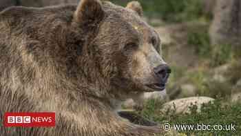 US woman killed by bear that dragged her from tent in Montana