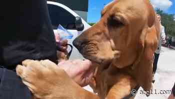 K-9 tracks down 12-year-old girl missing in woods during Tropical Storm Elsa