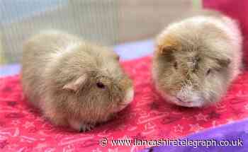 'Sterling' and 'Kane' up for adoption after being abandoned outside animal sanctuary