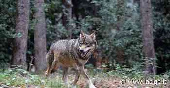 Ronchi di Ala, lupi a caccia nei giardini di casa - l'Adige - Quotidiano indipendente del Trentino Alto Adige