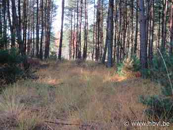 Goolderheide koopt 27 hectare gemeentebos (Bocholt) - Het Belang van Limburg Mobile - Het Belang van Limburg