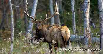After years of study, Fond du Lac Band proposes reintroducing elk to northeastern Minnesota
