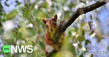 De eekhoornbruggen in Lubbeek zijn voorlopig geen succes - VRT NWS