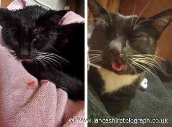 Haslingden family cat put down after suspected street attack leaves jaw badly broken