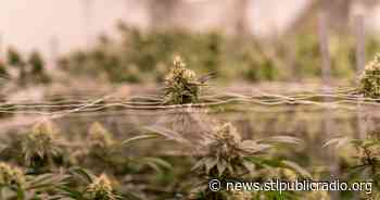 Missouri Medical Cannabis Sales Rise To New Heights As More Dispensaries Open - St. Louis Public Radio