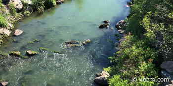 Discoloured Water at Forest Pond Has No Impact on Human Health: Environment Minister - VOCM