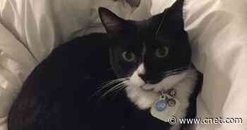 Sorry, your cat hated having you at home during lockdown     - CNET