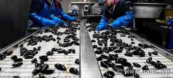Existing Food Safety systems could be adapted to reduce wildlife trade health risks - Wildlife Trade News from TRAFFIC - TRAFFIC - Wildlife Trade News