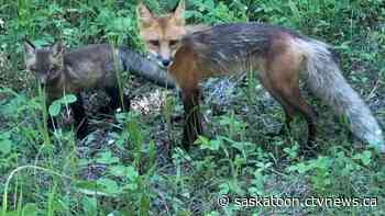'Together and free': How a Sask. wildlife rescue's painstaking efforts helped keep a fox family intact