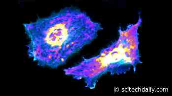Visualizing Metabolic Processes at the Single-Cell Level – Using Genetically Encoded Biosensor Paired With AI