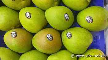 Who produces more mangoes, Queensland or the Northern Territory?