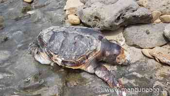 MANDURIA - Altra tartaruga trovata morta lungo il litorale manduriano - ManduriaOggi