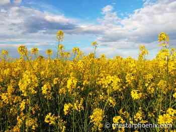 'Hanging on by a thread': Canadian farmers hope for rain as canola, wheat wither