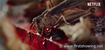 New Netflix Trailer for 'The Swarm' Locusts Horror Film from France