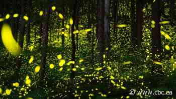 Some fireflies can flash in unison, and scientists are trying to figure out how