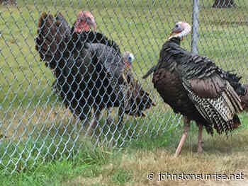 REPORT THAT TURKEY! Rhode Island Wild Turkey Brood Surveys began July 1 - Johnston Sun Rise